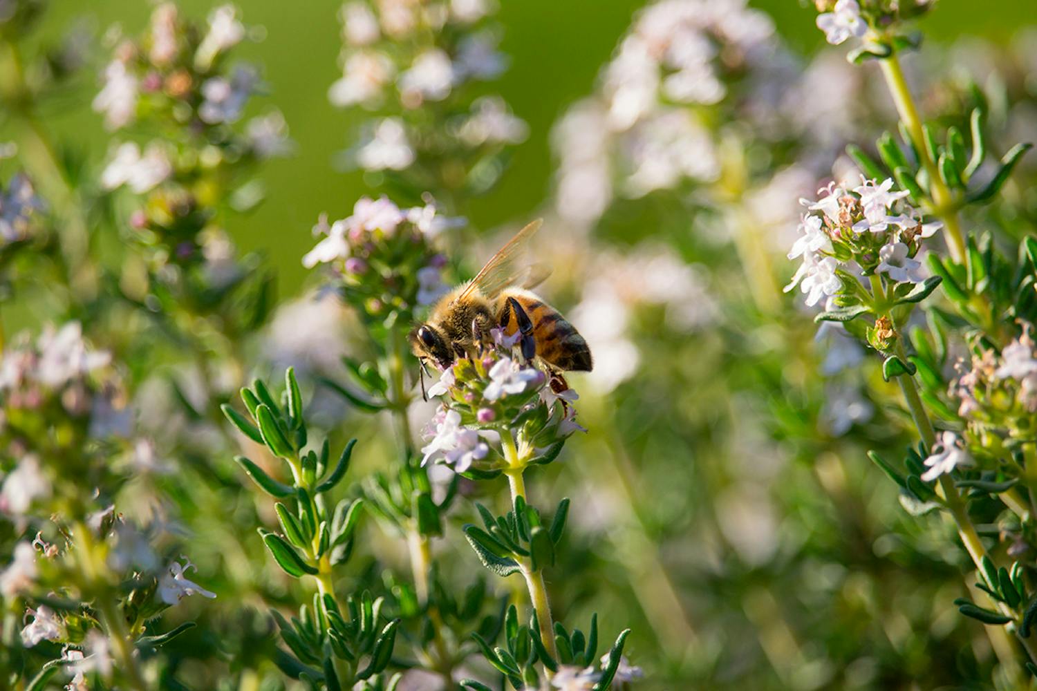 Bie på krydderurten timian Blomstringsperioden for noen krydderurter varer nesten hele sommeren.